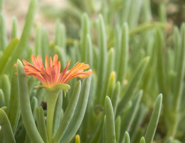 istock Flora in Egypt green and red 950688920