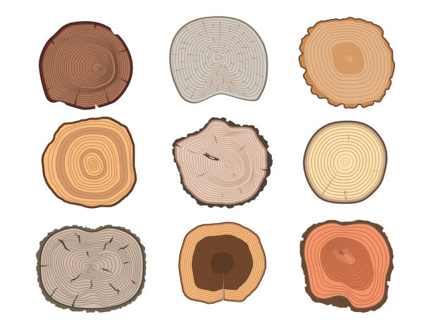 ilustrações de stock, clip art, desenhos animados e ícones de tree wood trunk slice texture circle cut wooden raw material vector detail plant years history textured rough forest tree top - bark tree cross section wood