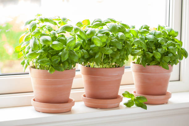 istock fresh basil herb in terracotta flowerpot 950694228