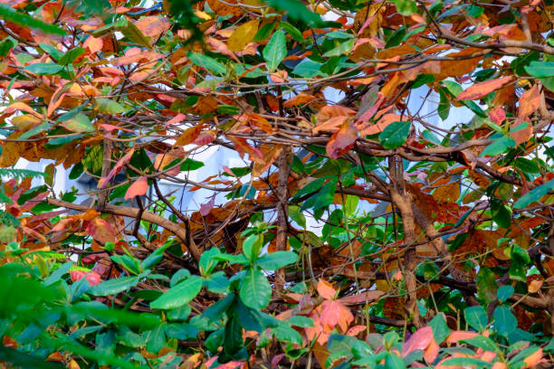 istock The leaves on the branches, which will turn yellow in autumn 950694980