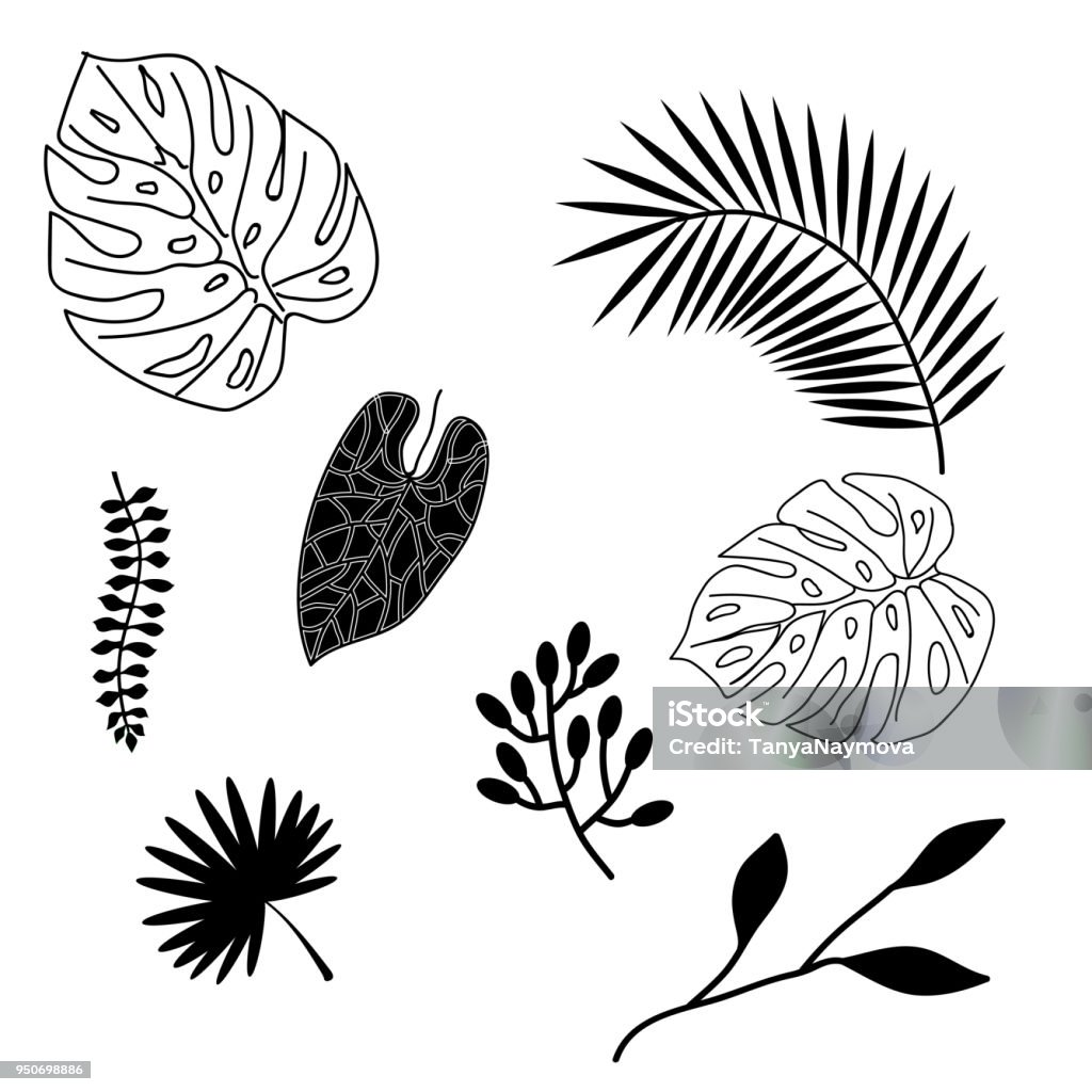 Set of palm leaves silhouettes isolated on white background. Set of palm leaves silhouettes isolated on white background Botany stock vector