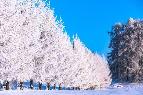 istock Snowy winter landscape from Sotkamo, Finland. 950698974