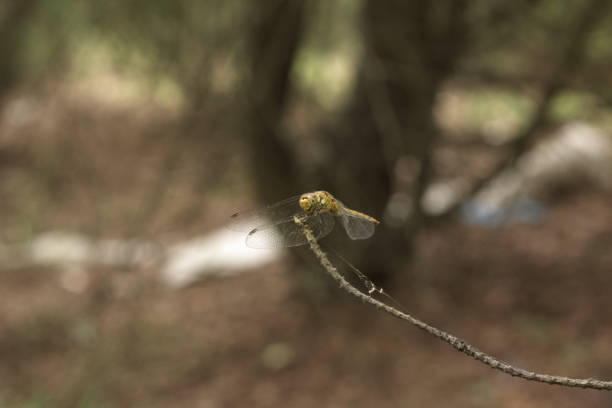 Sympetrum vulgatum (vagrant darter) with drooping wings waiting for rain