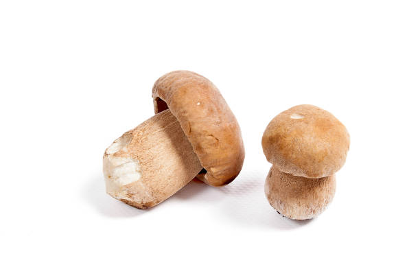 istock Two porcini mushroom known as boletus edulis on white 950701962