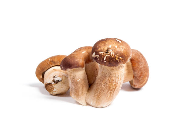 istock Several porcini mushrooms known as boletus edulis on white 950702550