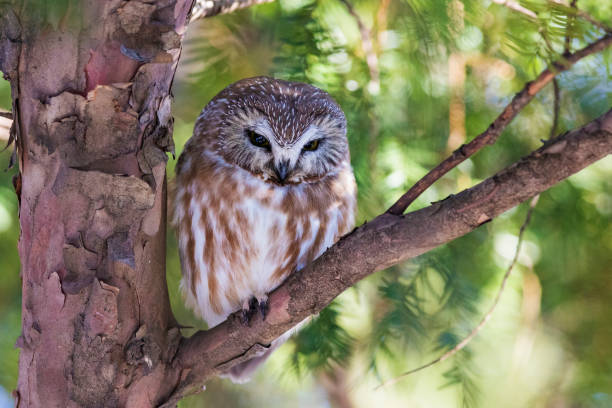 istock northern saw-whet owl 950703170