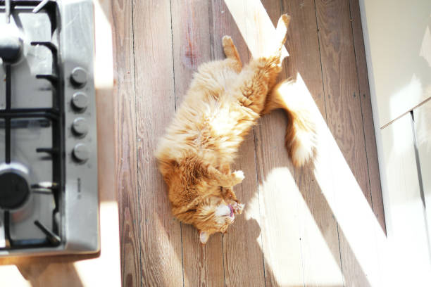 Longhair ginger car stretching on wooden kitchen floor. Stovetop burners visible on the side. Overhead shot.