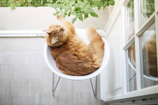 istock Ginger Cat Relaxing on Chair Overhead 950707384