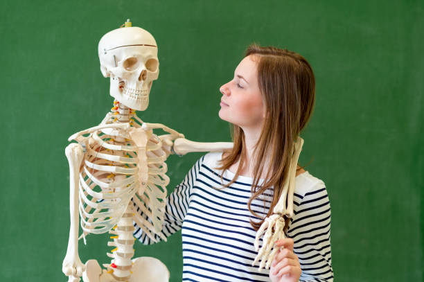 portrait du cool secondaire étudiant avec un squelette du corps humain artificiel. étudiant s’amuser en classe de biologie. concept de l’éducation. - anatomy classroom human skeleton student photos et images de collection