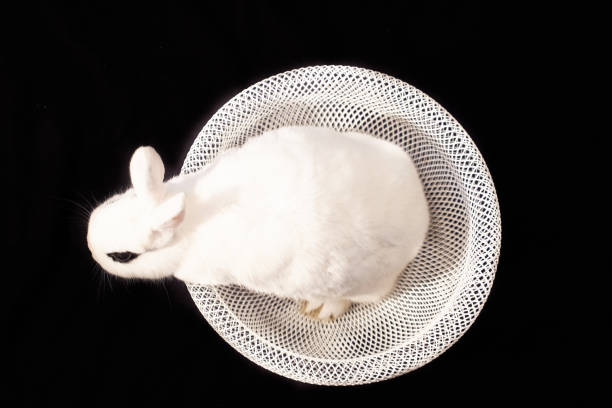 Dwarf hotot rabbit in basket on black background. Overhead shot. Isolated.