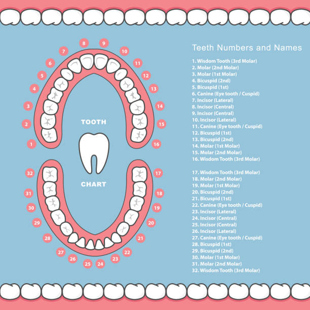 ilustrações de stock, clip art, desenhos animados e ícones de tooth chart with names - dental infographics, teeth in jaw - human teeth dental hygiene anatomy diagram