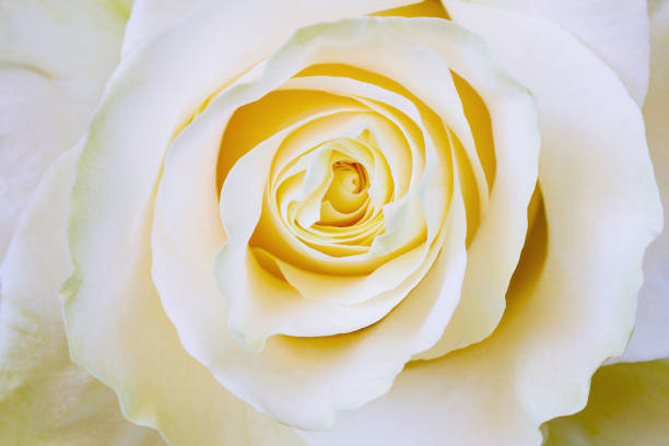 istock Closeup view of yellow-white rose 950714540