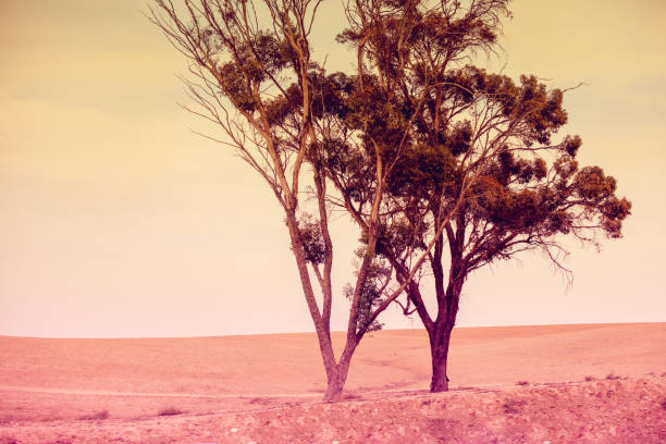 istock trees in the desert in the evening 950719640
