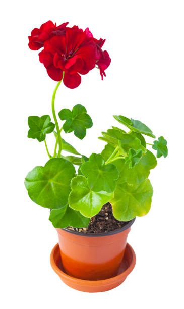 istock Blooming geranium in a pot isolated on a white background 950719660