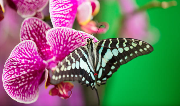 istock Parthenos sylvia butterfly on beautiful pink orchid flower 950728596