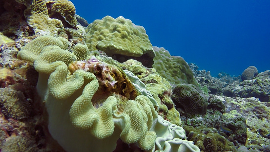 Here we see a large Leather coral (Sarcophyton Sp) containing a venomous Scorpionfish (Scorpaenopsis oxycephaia).  Coral reefs are the one of earths most complex ecosystems, containing over 800 species of corals and one million animal and plant species. The Scorpionfish is hiding in the coral, having camouflaged itself, to await prey.  The location is Ko Haa, Andaman Sea, Krabi, Thailand.