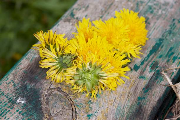 istock Yellow dandelion on a green bench 950731380