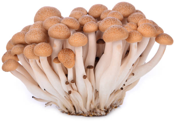 istock shimeji mushrooms brown varieties isolated on white background. 950732796