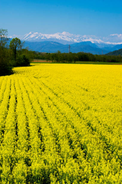 istock Yellow rape flower field and snow-capped mountains in background 950742474