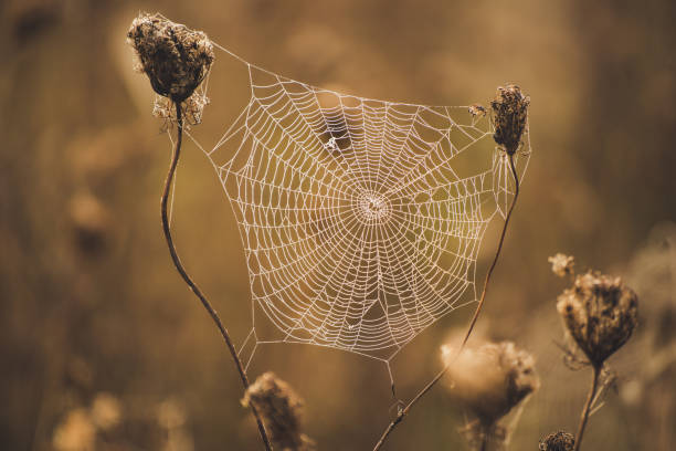 istock Autumn dry plant 950752798