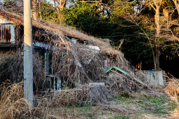 Photo of overgrown abandoned cheap housing