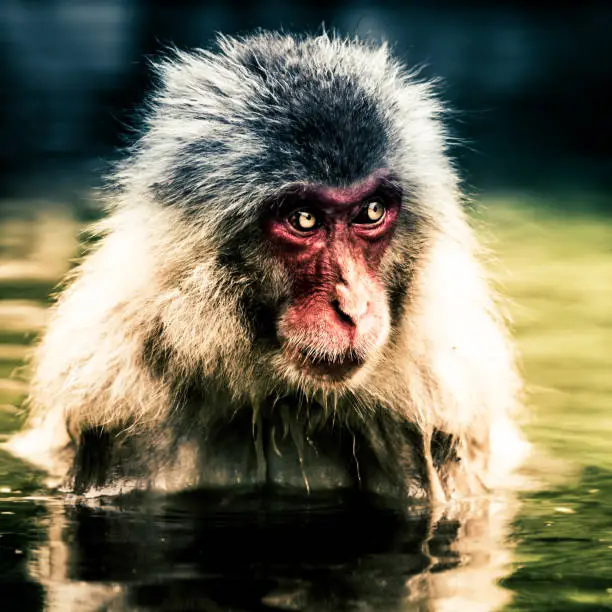 Photo of wild monkey