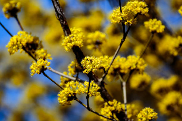 Small yellow cornelian cherry flowers bloom on a dogwood tree in Izumi Forest, Yamato, Japan.