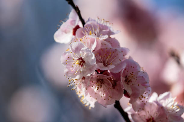 istock macro of small pink Japanese cherry blossoms 950757456