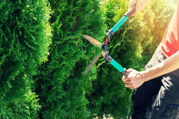 cutting thuja tree with garden hedge clippers cutting thuja tree with garden hedge clippers pruning gardening photos stock pictures, royalty-free photos & images