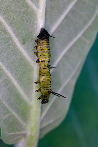 istock Green caterpillars are clumping. 950760860