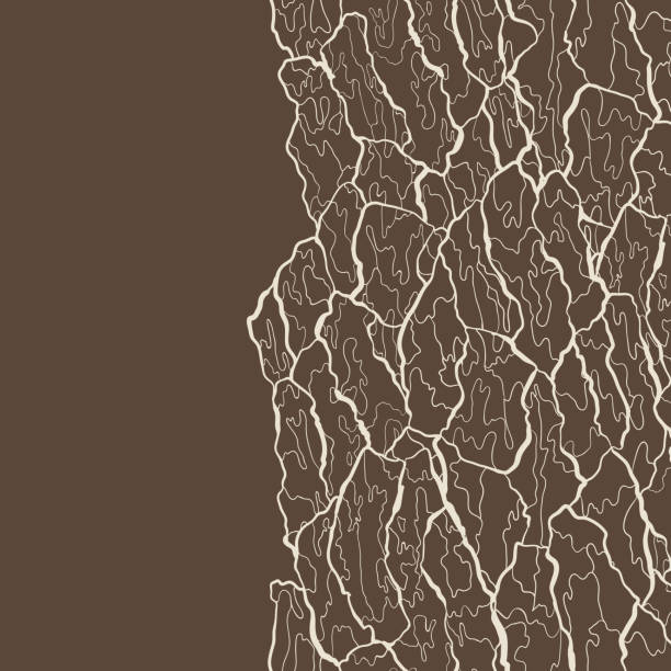 ilustraciones, imágenes clip art, dibujos animados e iconos de stock de patrón transparente de vector de textura de corteza. estructura de madera natural - backgrounds rusty organic dirty