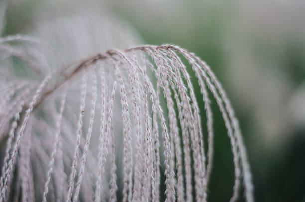 autumn,background,chinese,close,fall,garden,golden,grass,green,landscape,miscanthus,natural,nature,outside,plant,season,silver,sinensis,soft,texture,up,wallpaper,white,winter,yellow