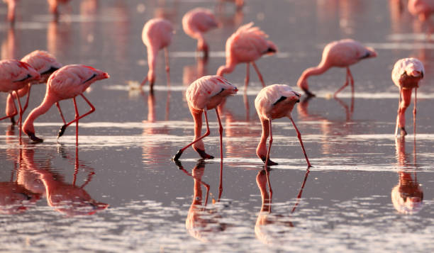 istock Flamingoes on Lake Nakuru 950761788