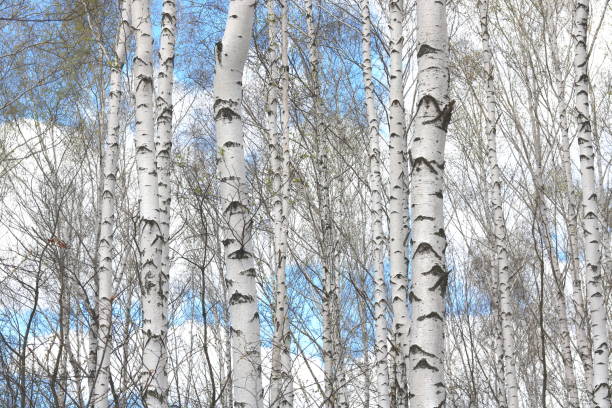 istock trunks of birch trees in birch-wood 950762232