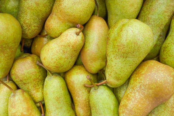 istock A pile of Conference pears as background, texture 950763356