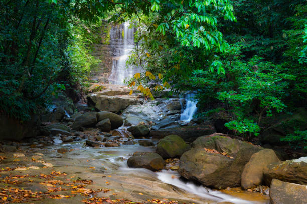 cascada de la selva de borneo, idílico corriente que fluye en la exuberante selva del parque nacional de kubah, sarawak, malasia. efecto borroso sobre el agua, larga exposición. - flowing water stream moss river fotografías e imágenes de stock