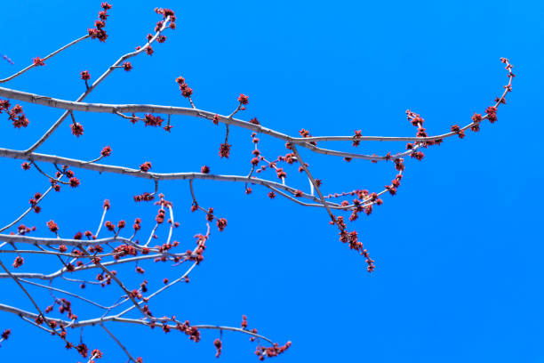 Maple buds on the background of vibrant blue sky. Beautiful spring scene with maple red buds and colorful blue sky. Spring scenic view with red buds on maple tree branches. Blooming branches of maple tree during spring time.