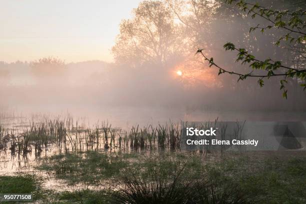 Bog At Dawn Stock Photo - Download Image Now - Agricultural Field, Animal Wildlife, Animals In The Wild