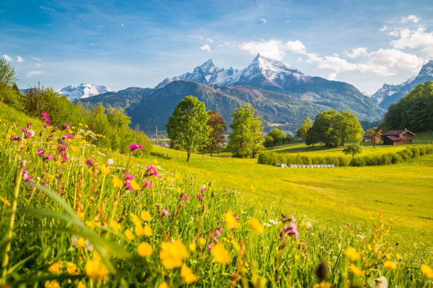 idyllische berglandschaft mit blühenden wiesen im frühling in den alpen - bayerische alpen stock-fotos und bilder