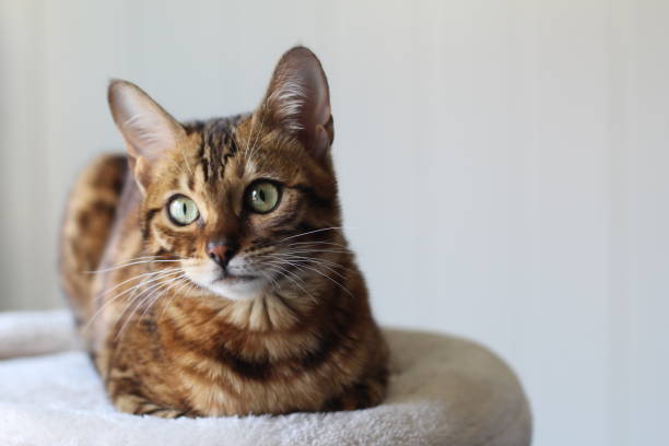 istock Adorable portrait of a Bengal cat 950772308