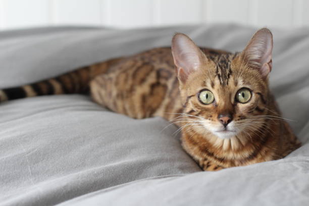 istock Adorable portrait of a Bengal cat 950772326