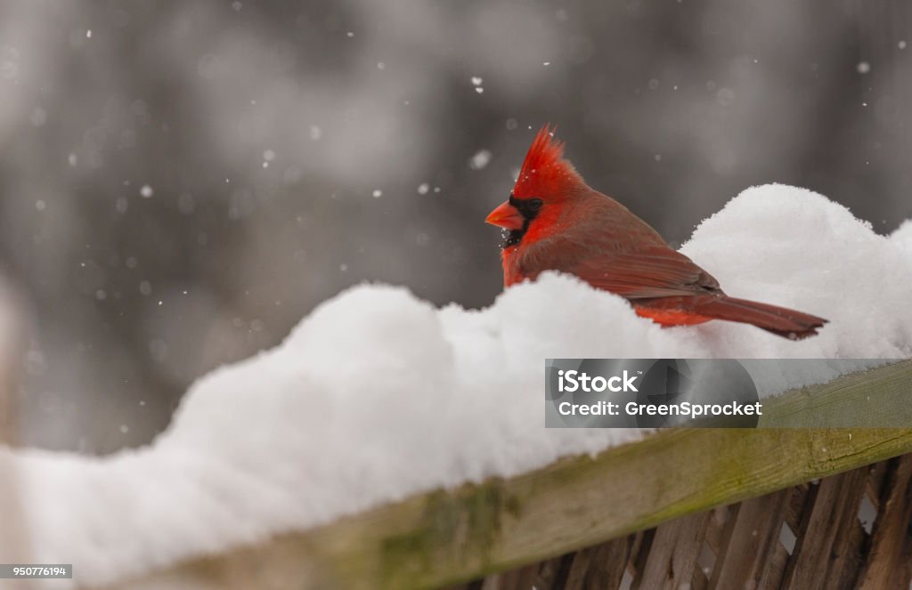 Mâle Rouge Cardinal sur neige recouvert de clôture - Photo de Cardinal - Oiseau libre de droits