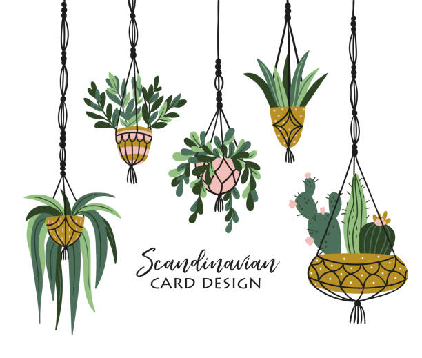 illustrazioni stock, clip art, cartoni animati e icone di tendenza di appendini per piante macrame negli interni scandinavi. design vettoriale di elementi eleganti. - cactus green environment nature