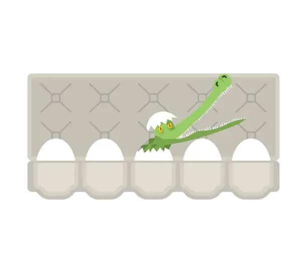 Vector illustration of Packing eggs hatched crocodile isolated. Vector illustration