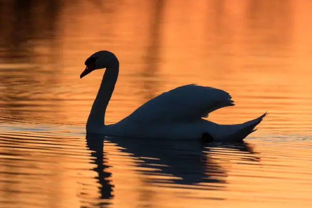 Silhouette of a mute swan swimming in sunset water.