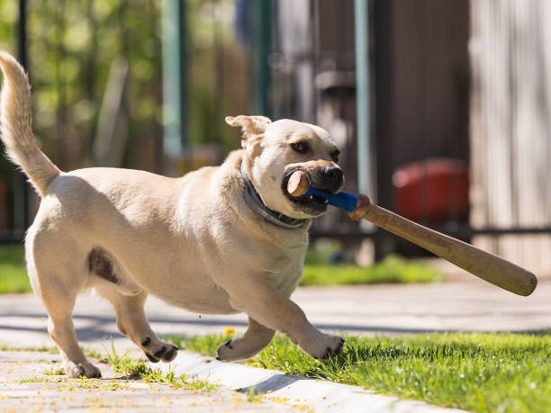 istock Cute little dog playing in the backyard with a baseball bat 950778156