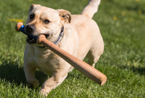 istock Cute little dog playing in the backyard with a baseball bat 950778196