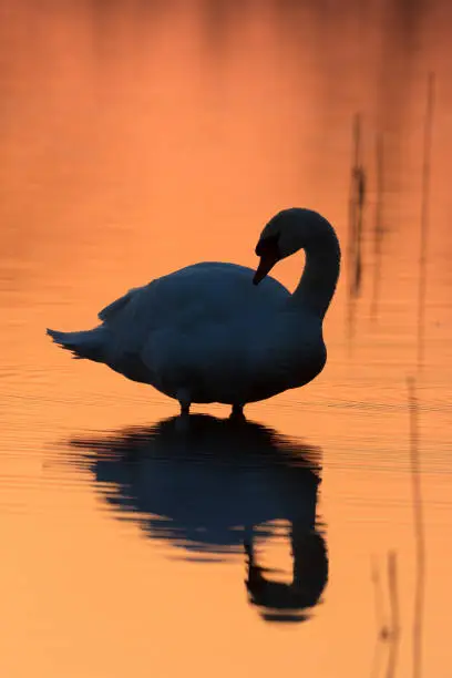Silhouette of a mute swan standing in water with sunset colors.