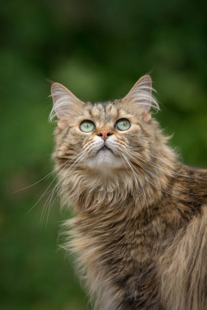 istock Moxie the Maine Coon cat 950791678
