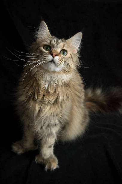 istock Moxie the Maine Coon cat 950791940